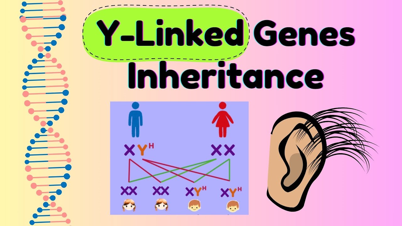 Y-Linked Genes Example