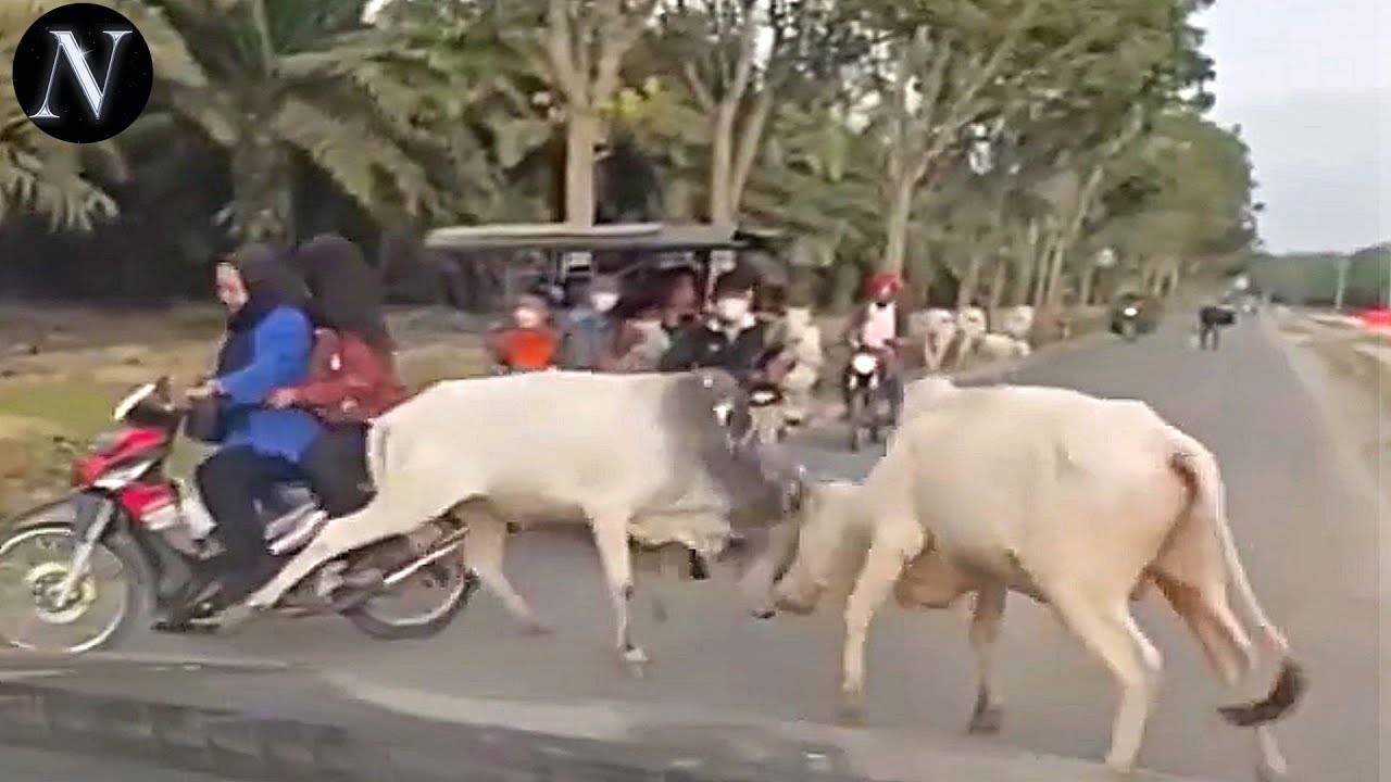 Funniest Qurbani Animal Moments Caught on Camera 😂🤣 | Eid Adha Core [CC]