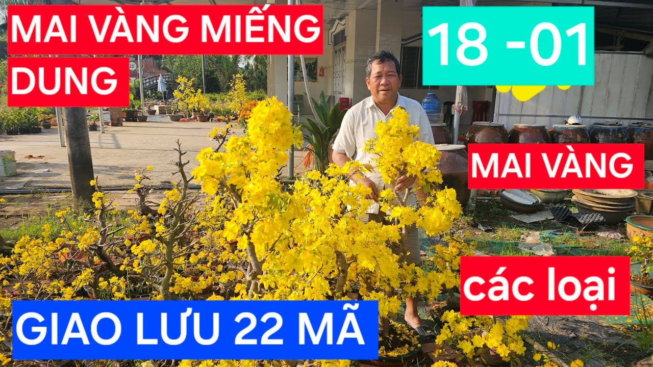 0908.794.939  MAI VÀNG MIẾNG DUNG GIAO LƯU 22 MÃ MAI VÀNG CÁC LOẠI 