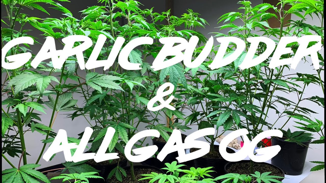 Matty Grows | Work Grow | Garlic Budder & All Gas OG | #5 | #HumboldtSeedCompany