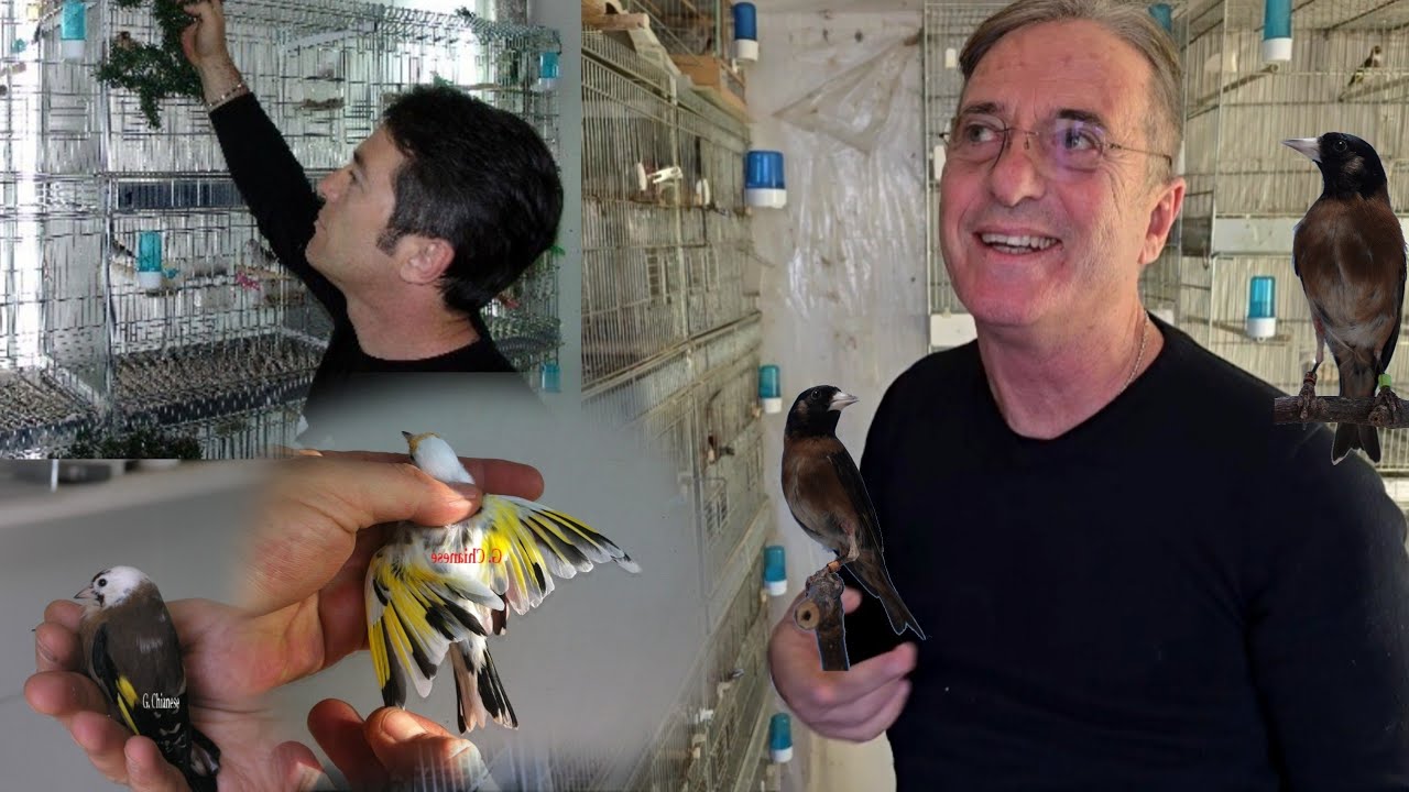 Una leggenda nel mondo dei Cardellini 🦅 GENNARO CHIANESE 🦅 il pioniere 🚢🛳️⛵