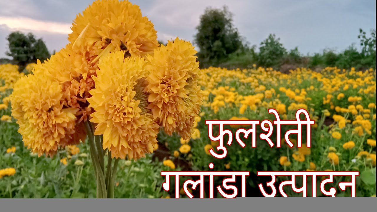 फुलशेती - गलांडा उत्पादन