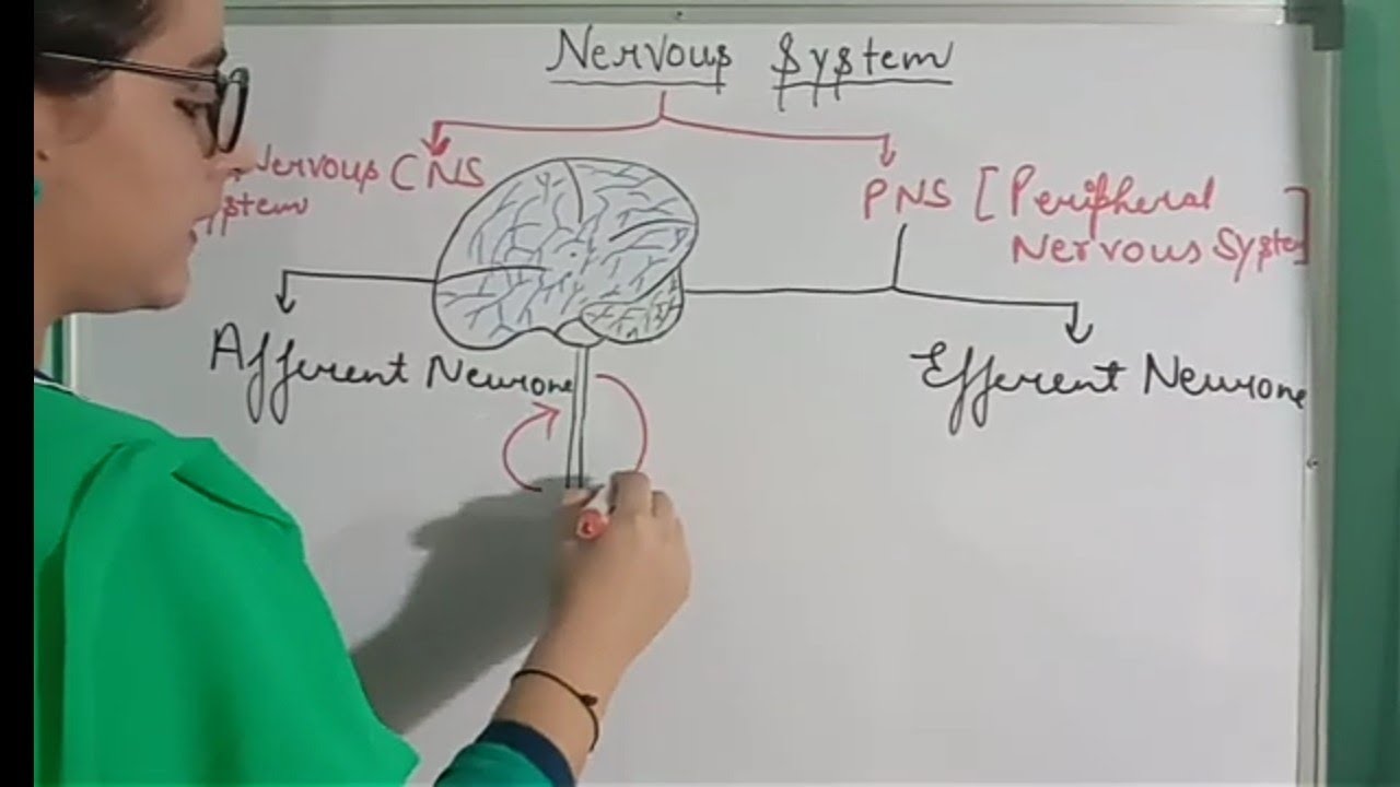 NERVOUS SYSTEM
