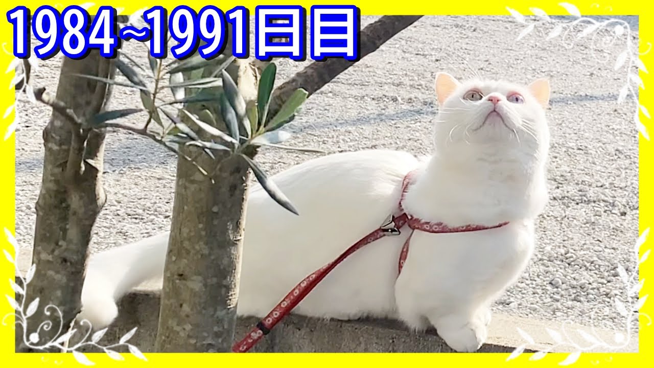 オリーブを嗅ぎ始めると止まらない白猫。
