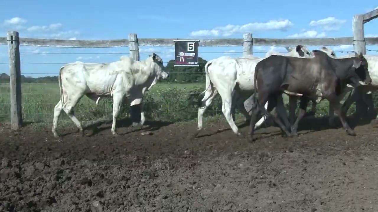 LOTE 05 - 49 MACHOS NEL. 24 MESES 408KG - 142KM MIRANDA/MS - 13 KM NOVO HORIZONTE
