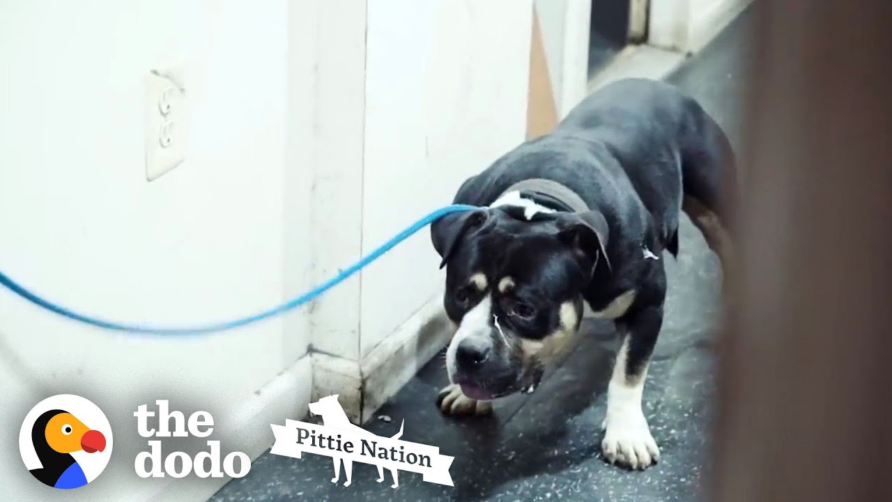 Aggressive Pit Bull Found In Basement Becomes A Giant Mush | The Dodo Pittie Nation