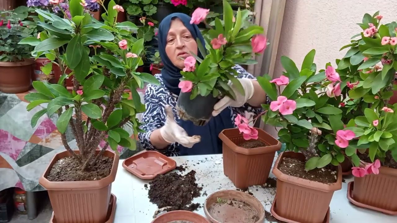Küçük Saksıdan Büyük Mutluluk Çiçek Bakımı Sırları! Dikenler Tacı Mili Çiçeği Saksı Değişimi