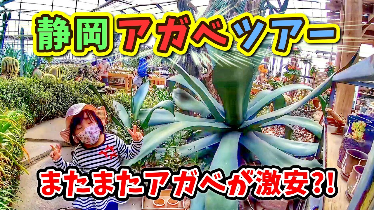 【植レポ】 静岡ツアーでアガベを激安でGet！！掛川花鳥園とカクトロコとエアパーク No.013
