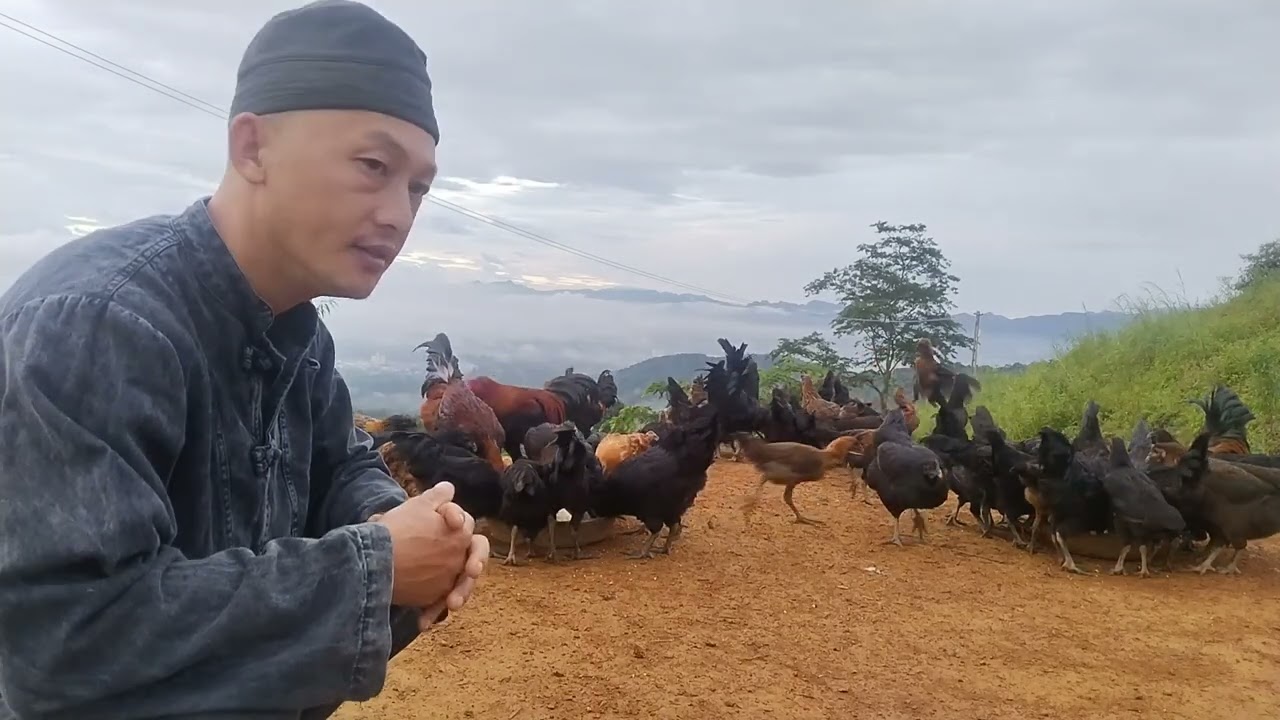 chăn gà hmông đen thả đồi - Black Hmong chickens raised on the hill - yus qaib hmoob tso tshav