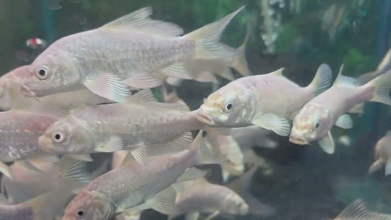 Beautiful Aquarium setup || Tiger Fish 😱  Silver fish 🤯 Angel Fish 🐟 Milky Fish  ||