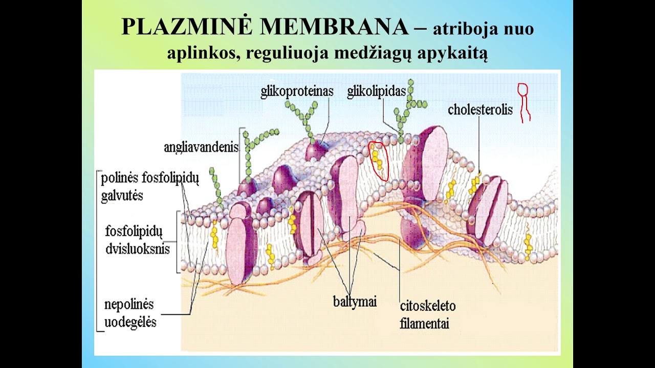 Biologinių membranų struktūra