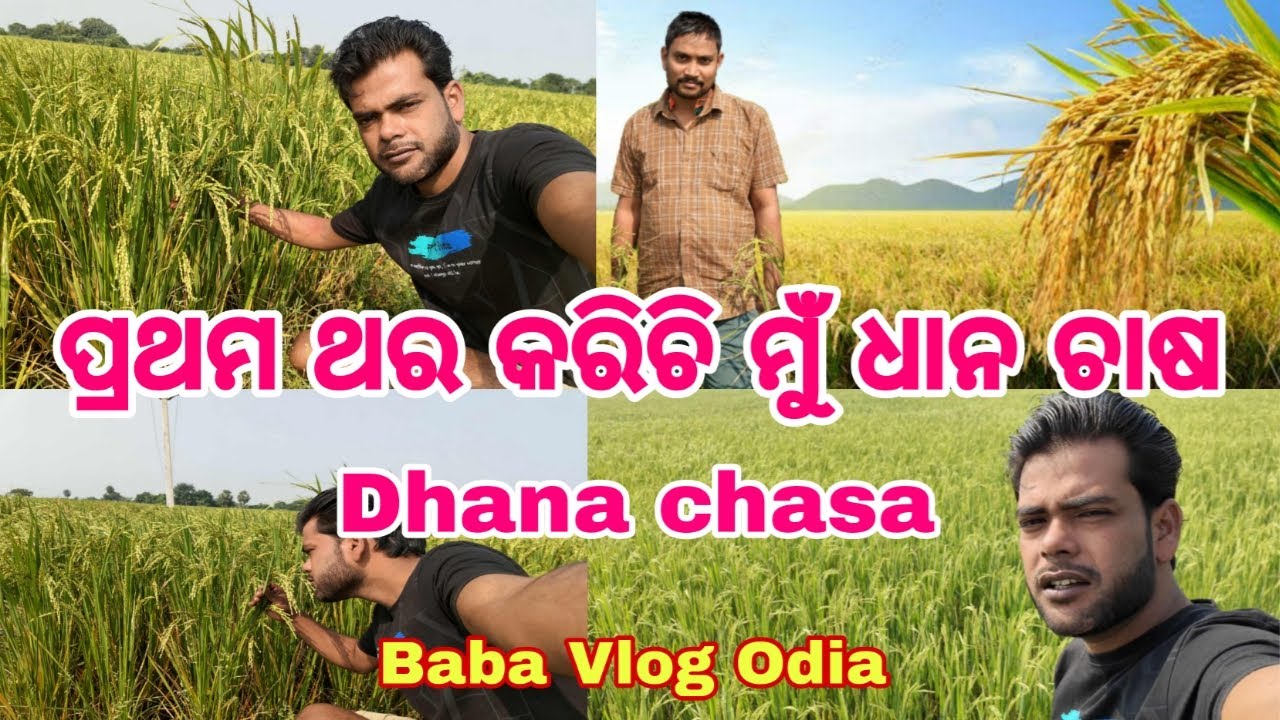 ପ୍ରଥମ ଥର କରିଚି ମୁଁ ଧାନ ଚାଷ | Dhana chasa kari mu hali success | Dhana chasa