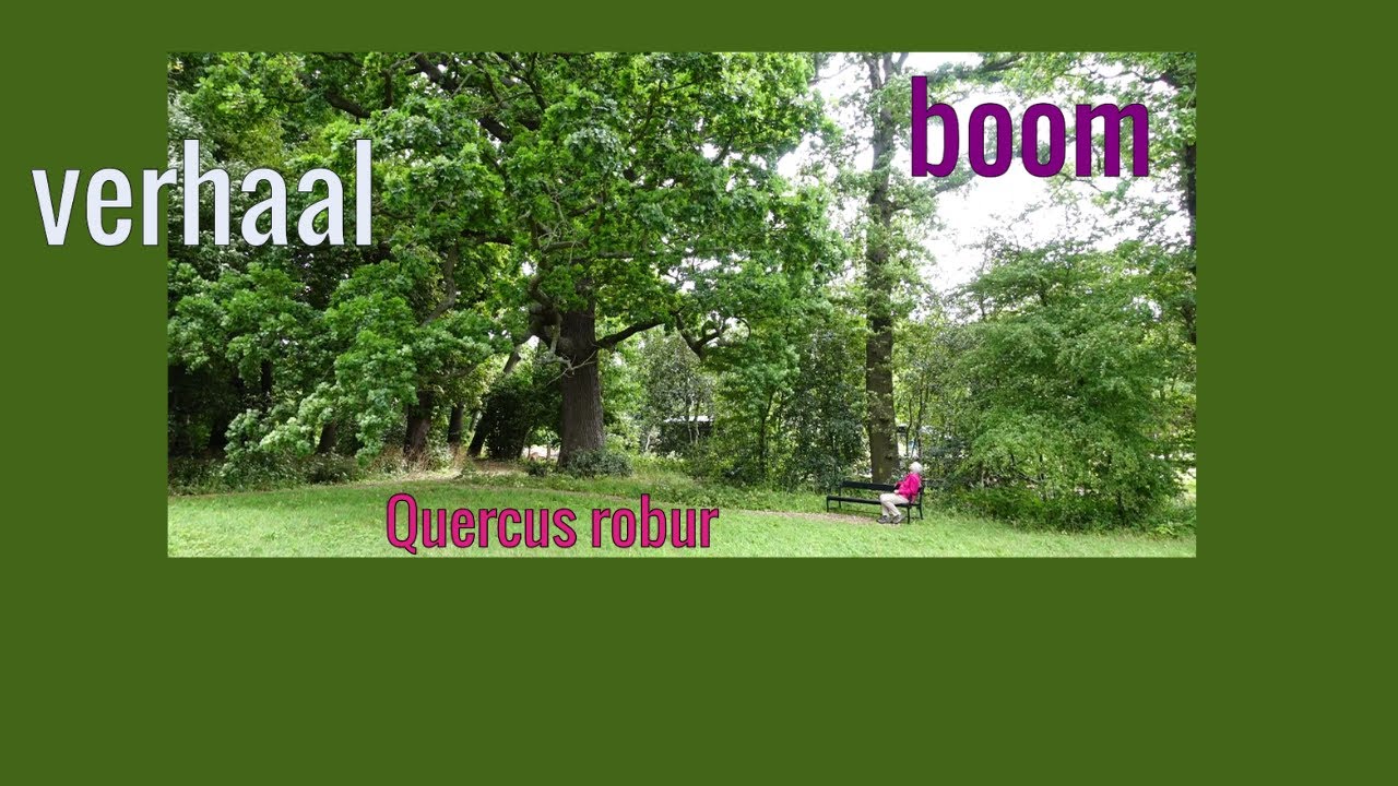 Quercus robur, een boom die bruist van het leven