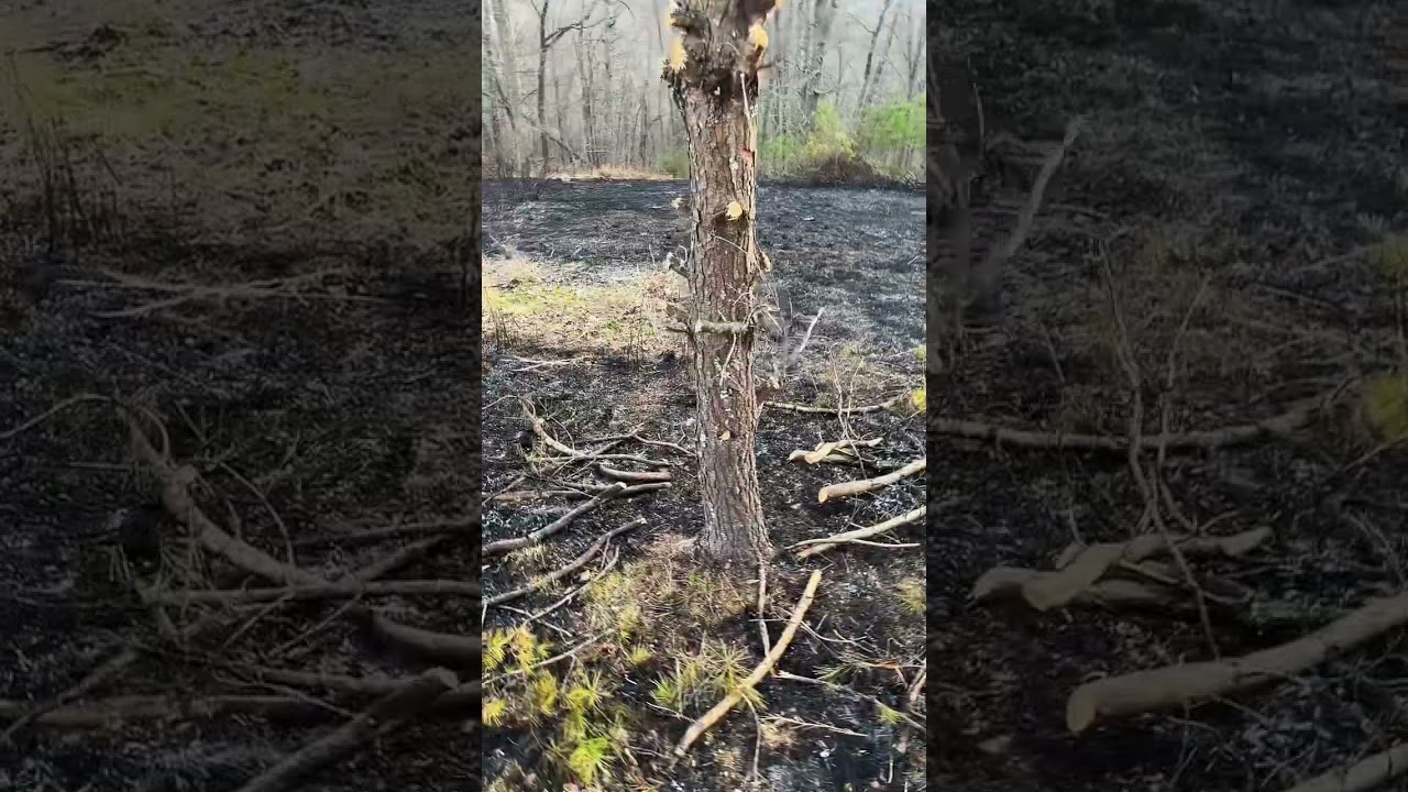 fire breaks and tree protection