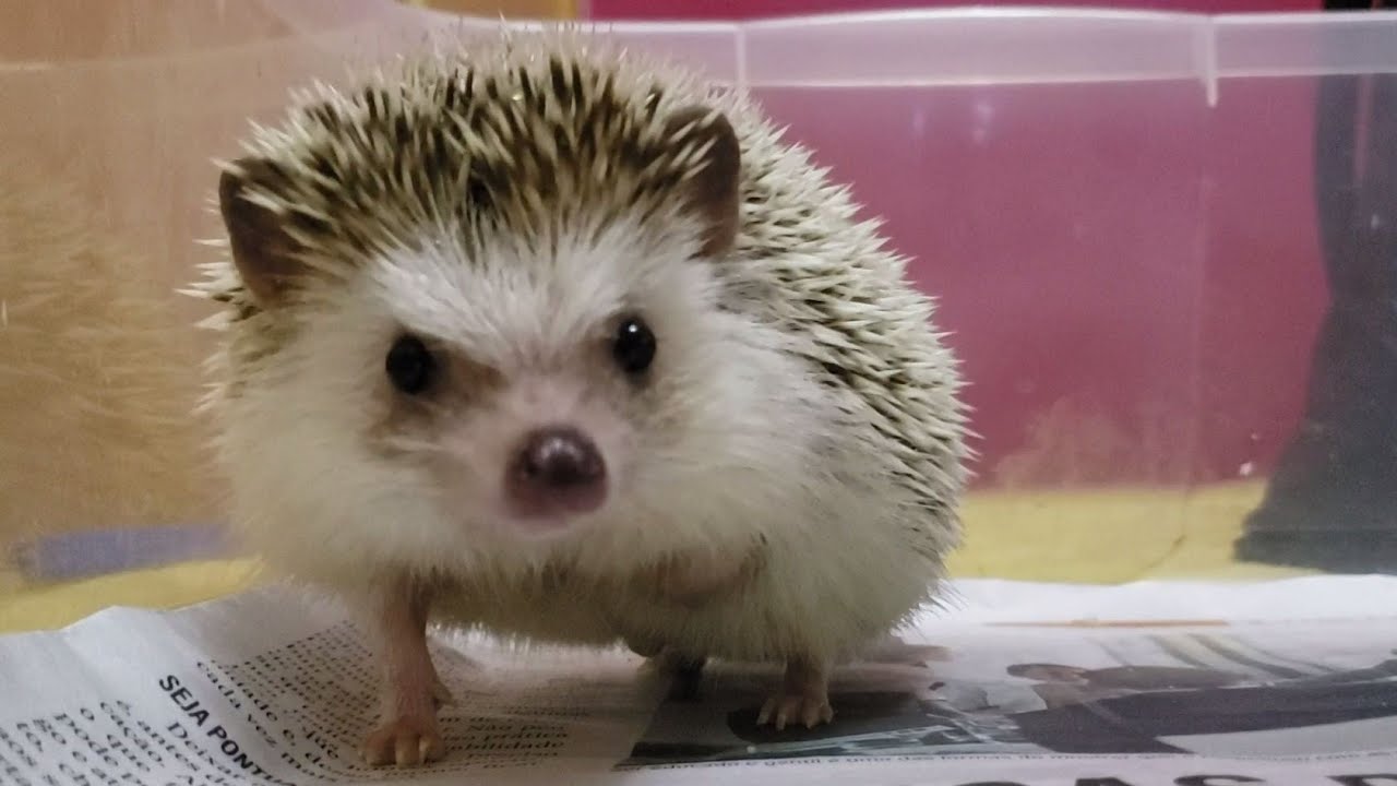Amansando um HedgeHog  (ouriço pigmeu africano)