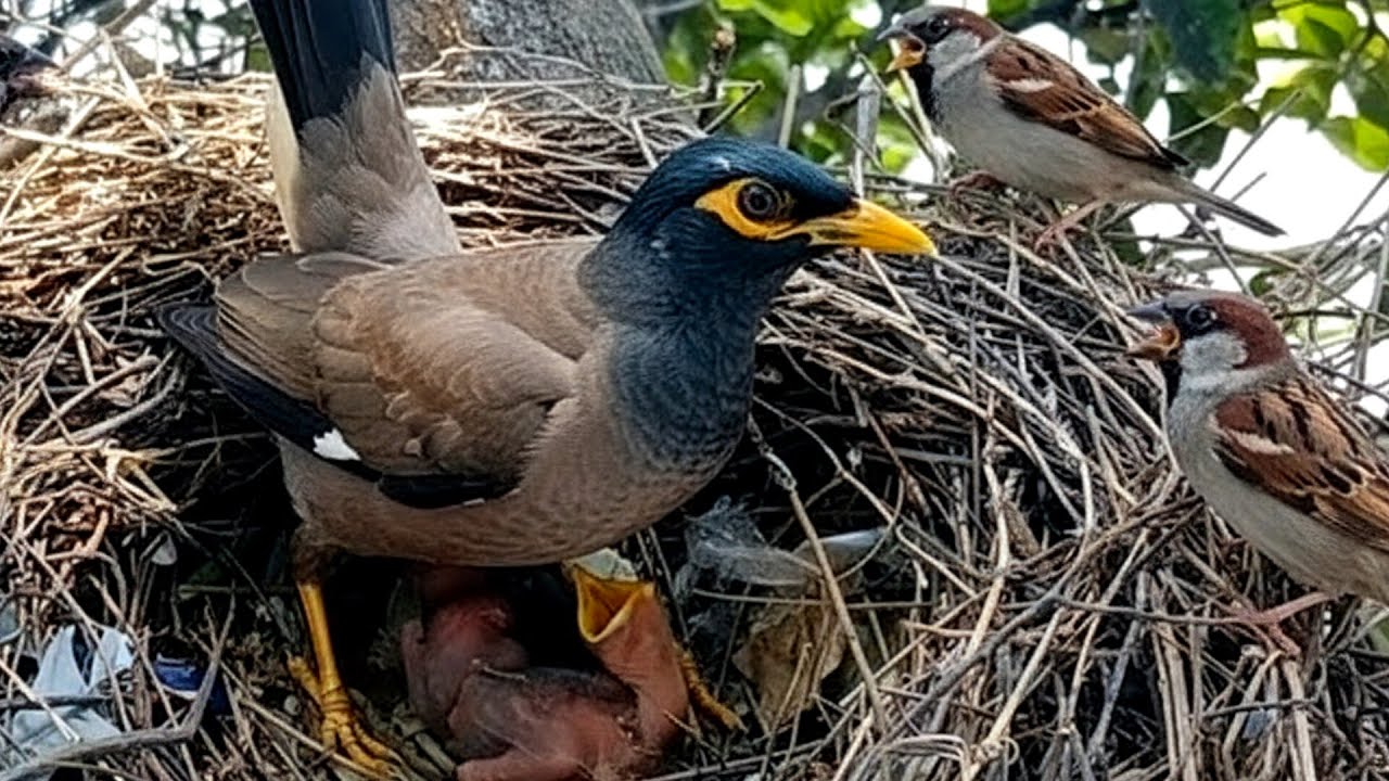 “Nest Under Attack! Common Myna Protects Its Babies from Aggressive Sparrows”