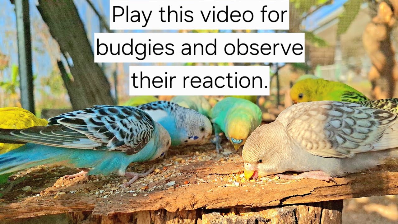 Budgie singing sound: budgies are singing and talking while eating food. They really like and happy.