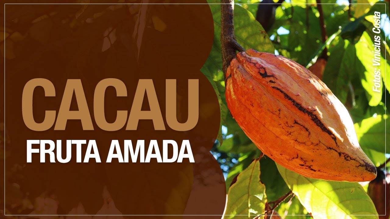 Cacau, a fruta mais amada (e desconhecida) do mundo