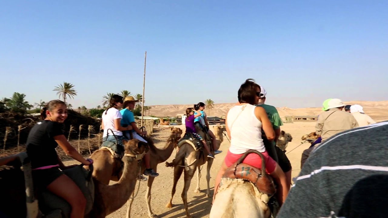 Camel Ride In Israel