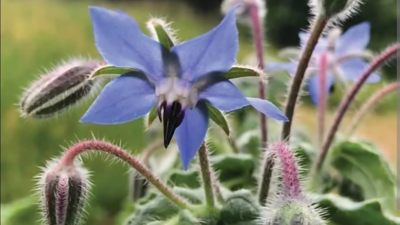 Let's talk Herbs! #herbs 
