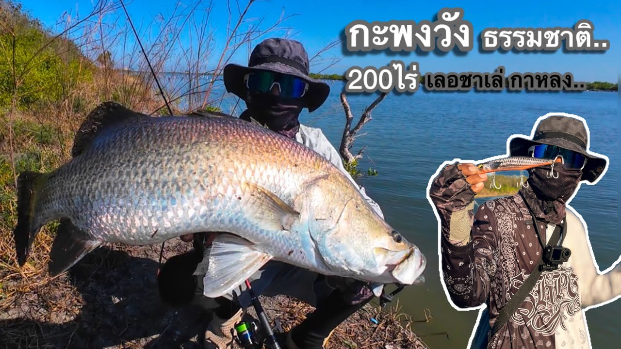 กะพงยักษ์ วังธรรมชาติ | สมุทรสาครStreetfishing.