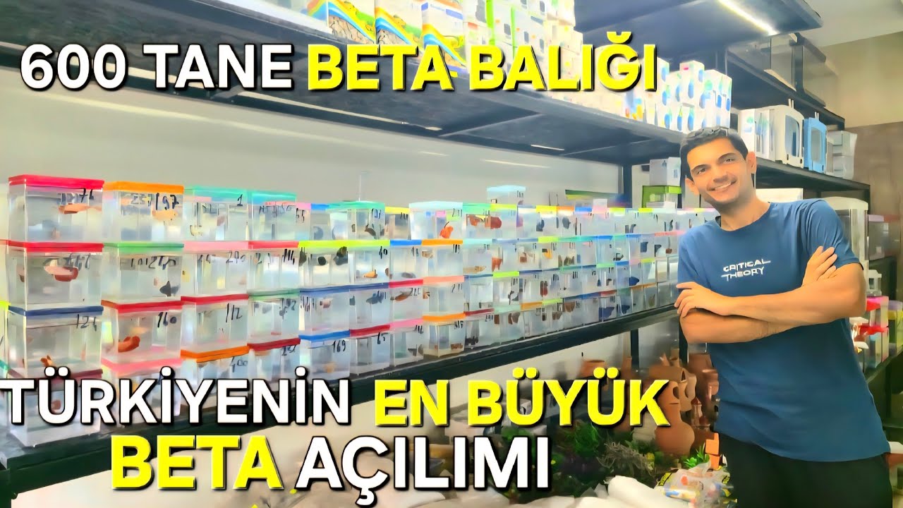 FATİBO AKVARYUM DEV BETA BALIĞI İTHALATIMIZ / 400 ERKEK BETTA 200 DİŞİ BETTA BALIĞI #betabalığı