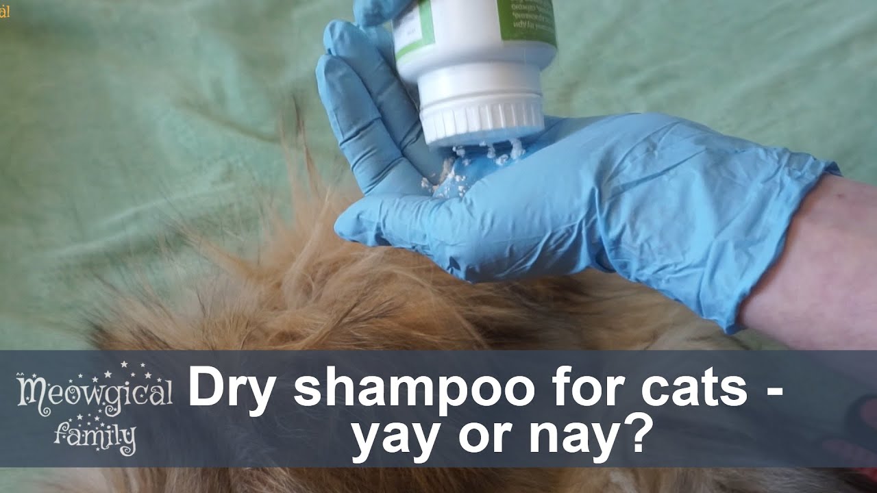 💡 Dry shampoo for cats - honest feedback