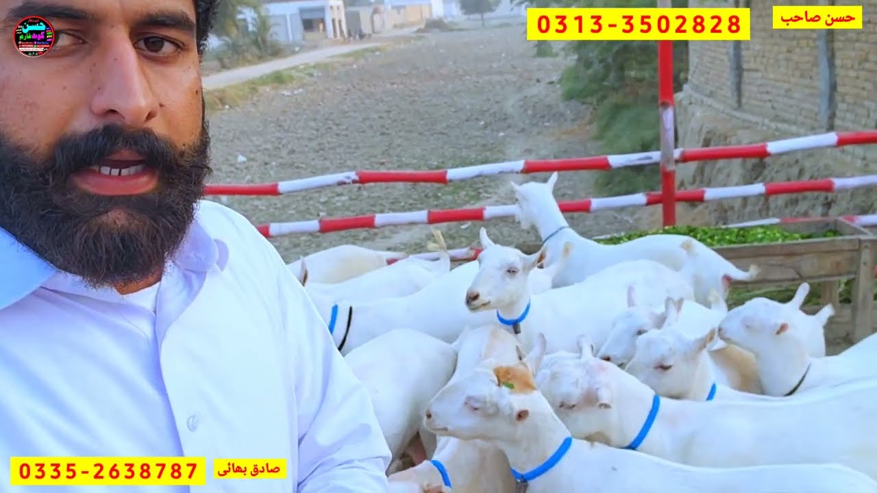 30 October 2025 sainan teddy goats farm jiada dudh dene wali 4 bachy 3 bachy dene wali bakryian Sale