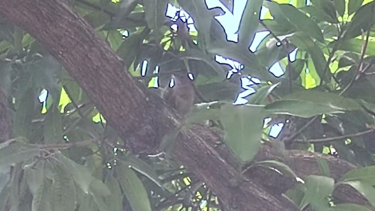 Sabia parda barranco 