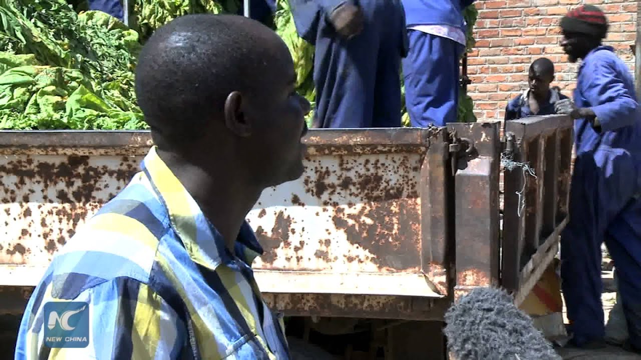 Zimbabwe tobacco farmers prosper through Chinese-funded project