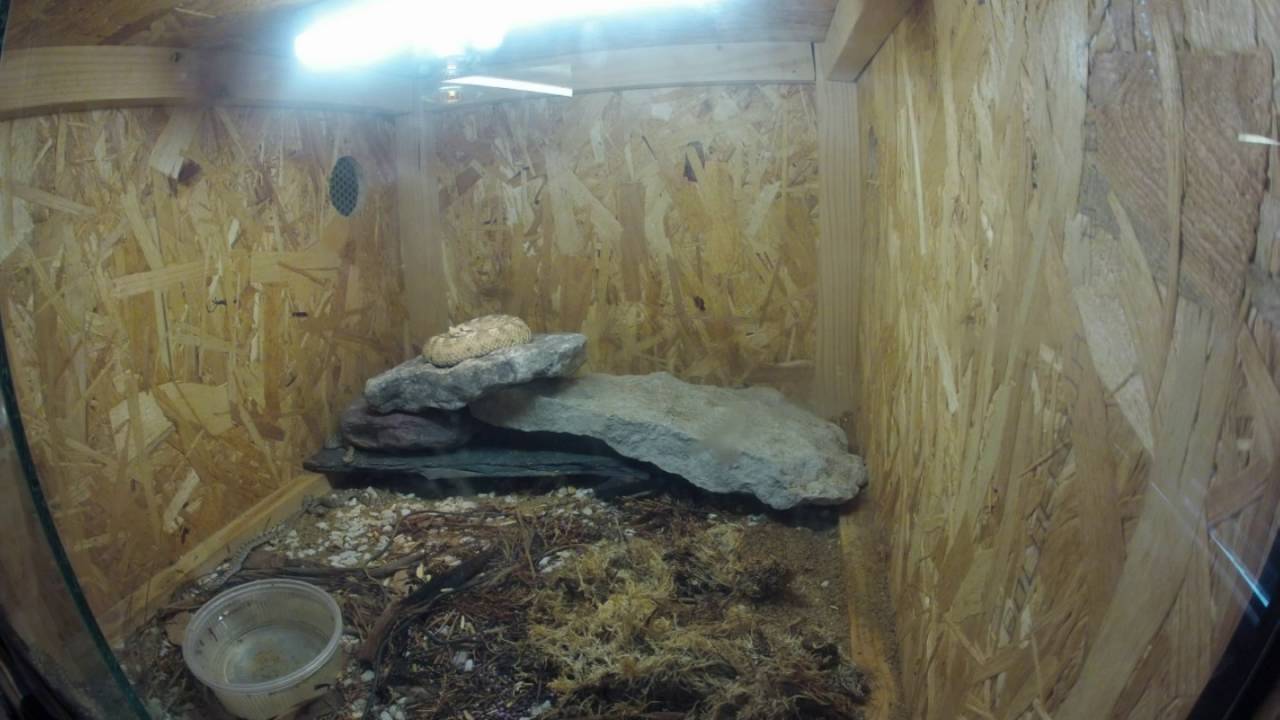 Crotalus cerastes cerastes 160806