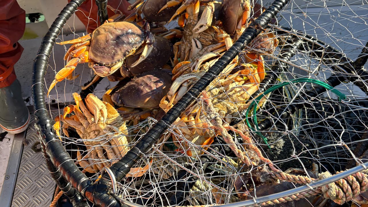 Humboldt Crab Fishing