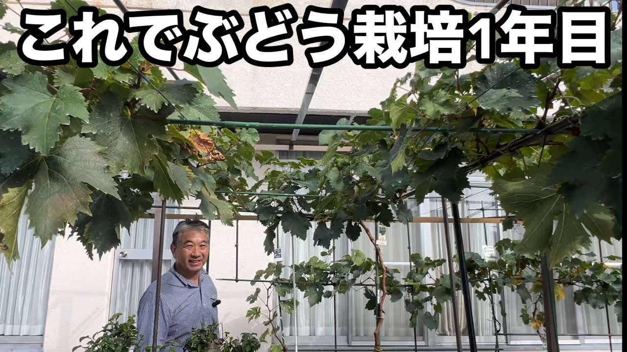 農園訪問[岐阜県各務原市(前編)]〜農家も必見のぶどう栽培！これで家庭栽培1年目/よく育った若木の短梢栽培での注意点〜2023-12-02