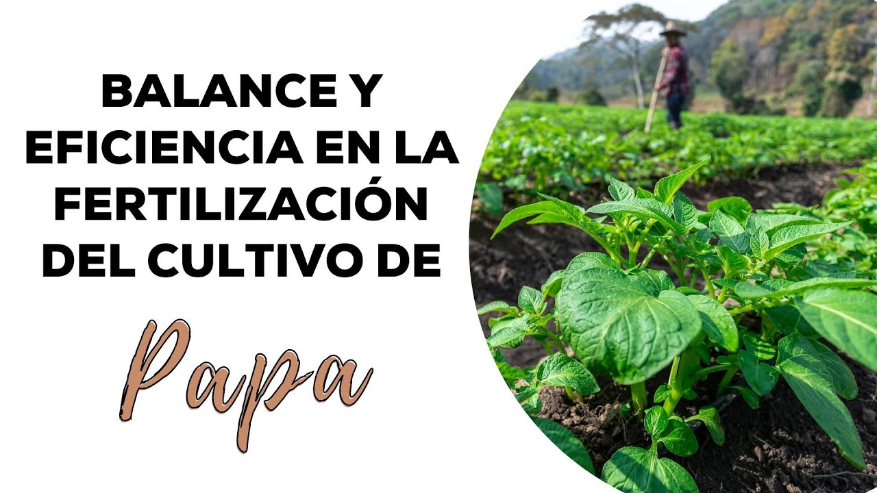 Balance y eficiencia en la fertilización del cultivo de papa