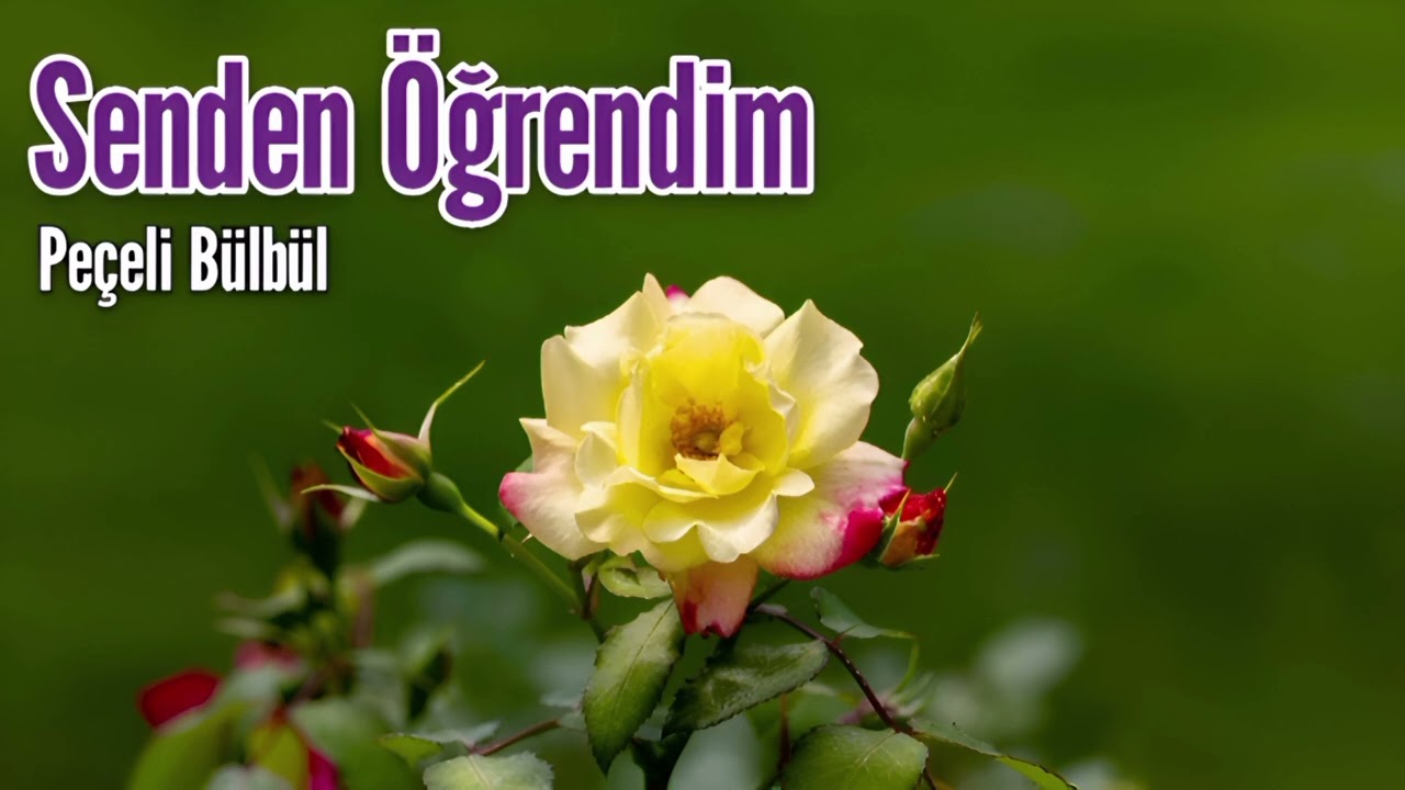 Senden Öğrendim -Peçeli Bülbül