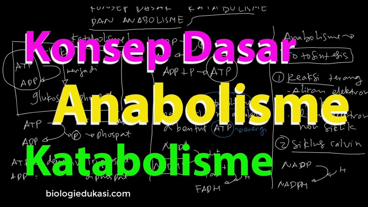 Katabolisme dan Anabolisme Karbohidrat Konsep Dasar