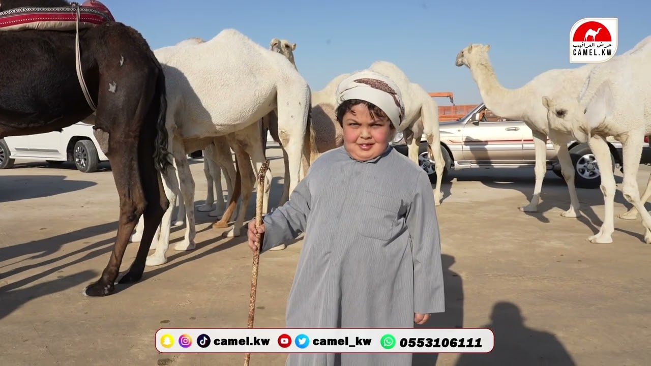 الرسالة ( 32 ) من سيده مزاد الشرقية للإبل بالصرار