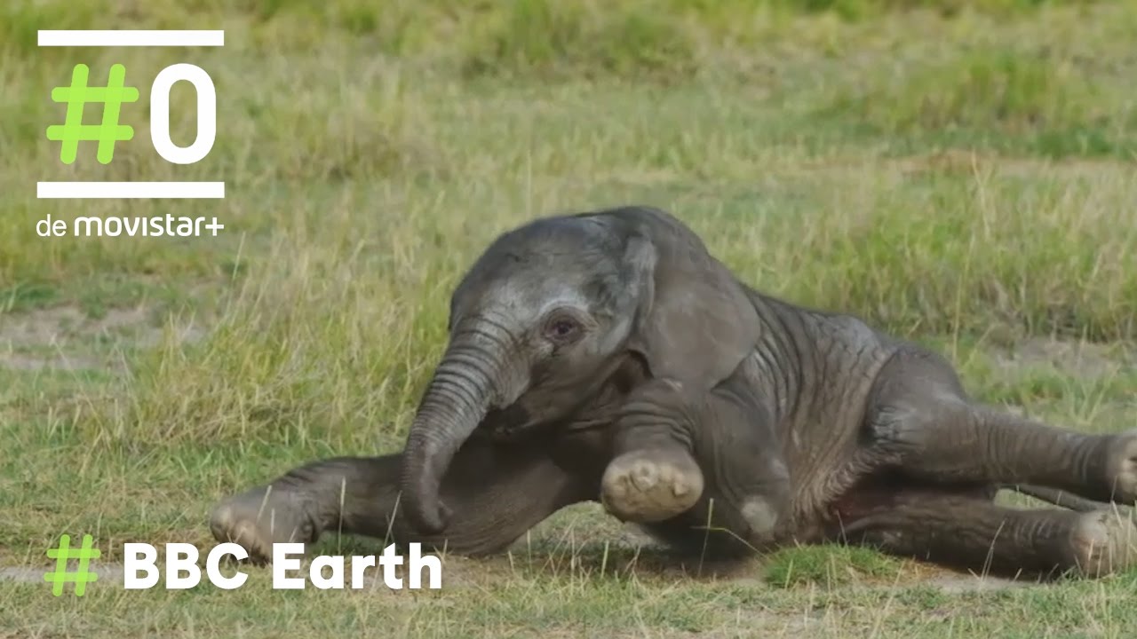 BBC Earth - Espiando en la Manada: El nacimiento de un elefante | #0