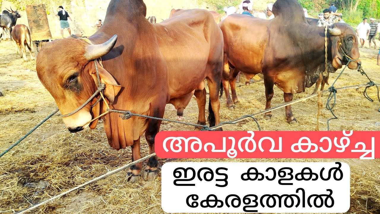  Twins bull kerala | India's biggest cattle market 
