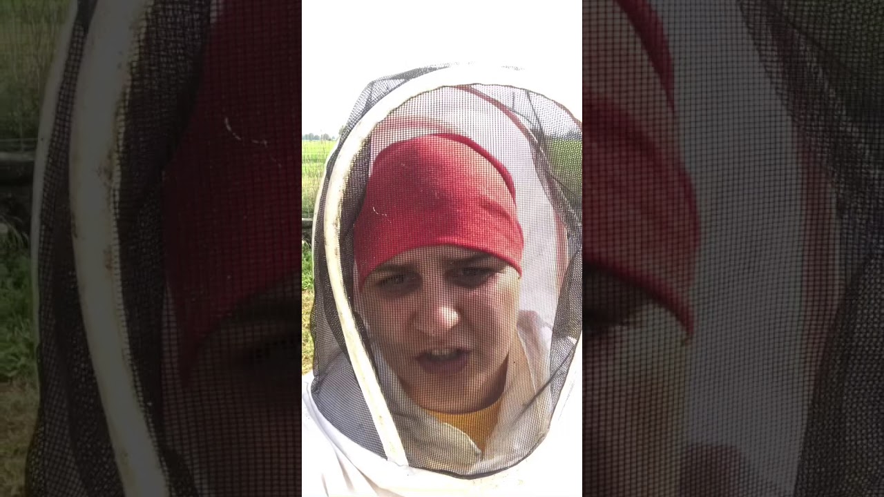 Cattura di uno sciame