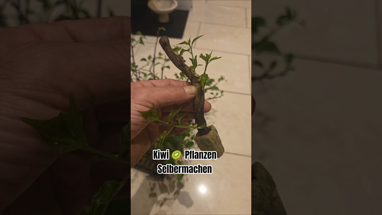 Kiwi 🥝 Pflanzen Selbermachen  