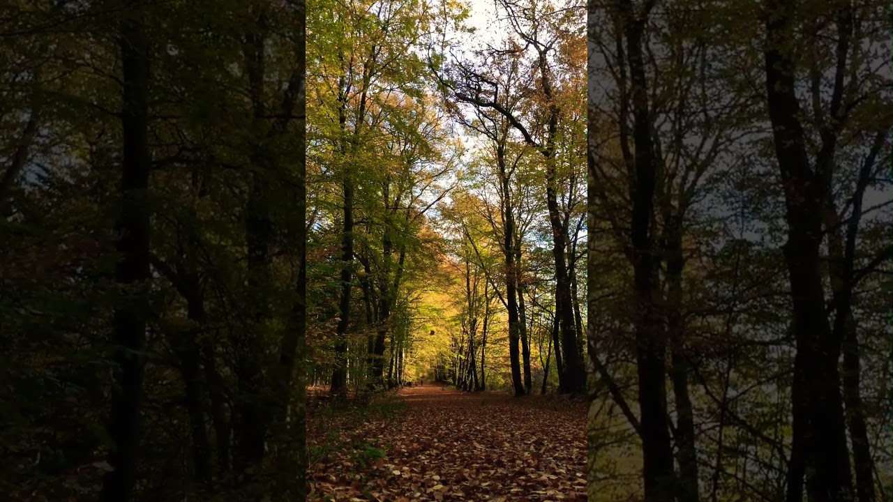 Autumn Leaves 🍁 #autumn #germany