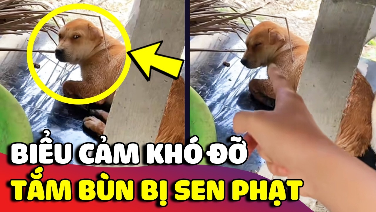 Trung bình 'CHÓ CỎ' miền Tây trốn nhà đi tắm bùn và khi bị Sen mắng vốn 🤣 | Gâu Đần
