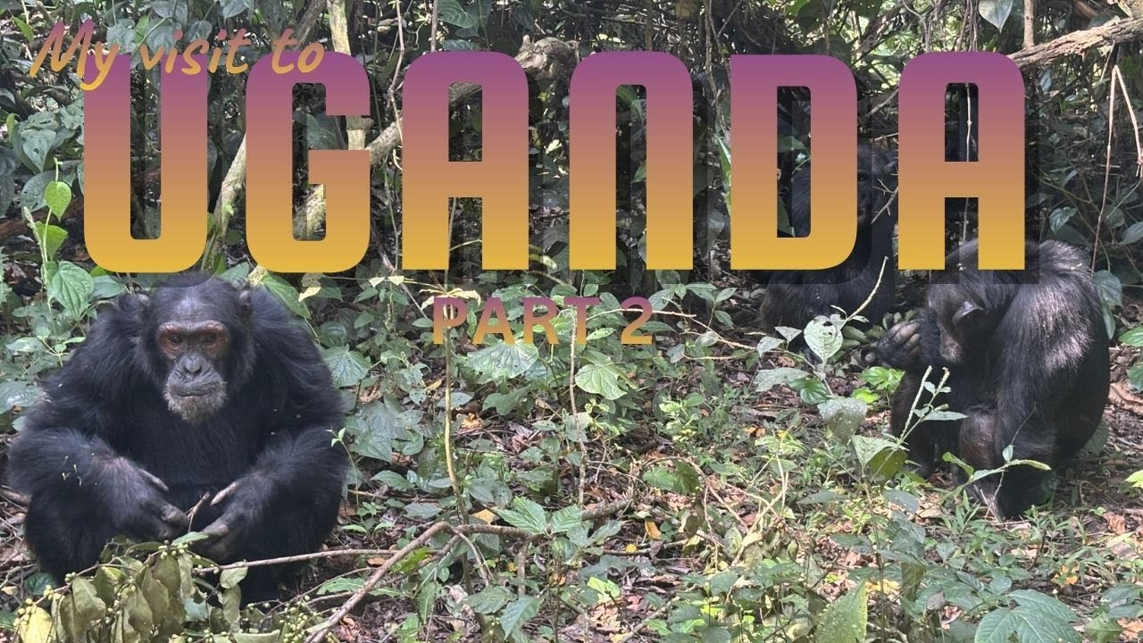 Chimpanzee Trekking in Uganda - Kibale National Park (Part 2)