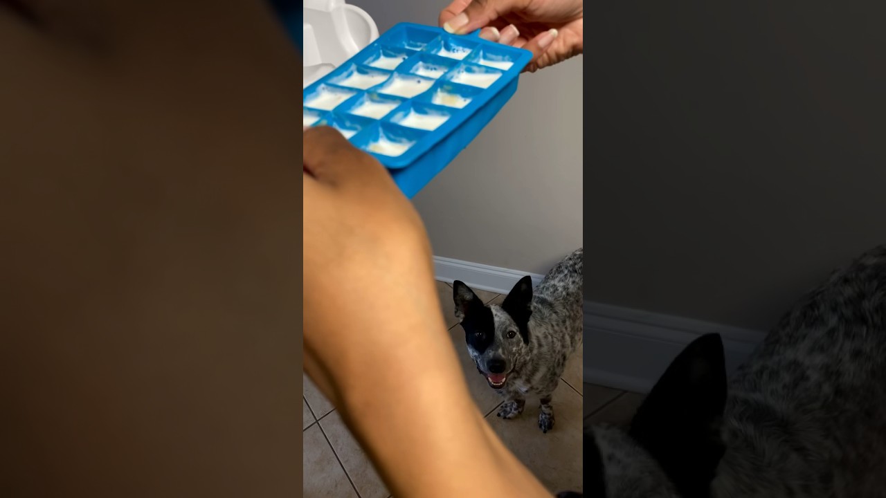 SUPER EASY FROZEN DOG TREATS! 