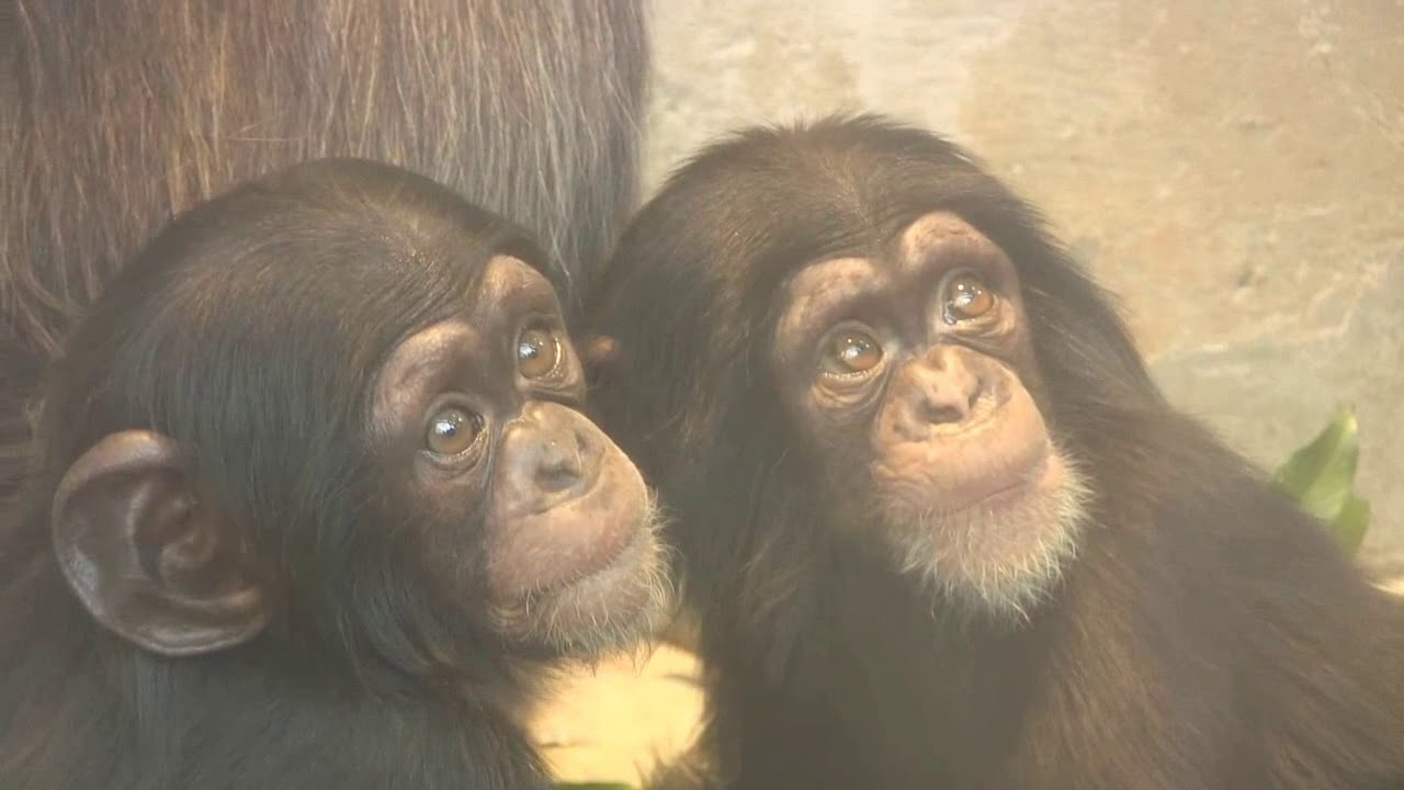 チンパンジー 双子の赤ちゃん 57 Chimpanzee twin baby