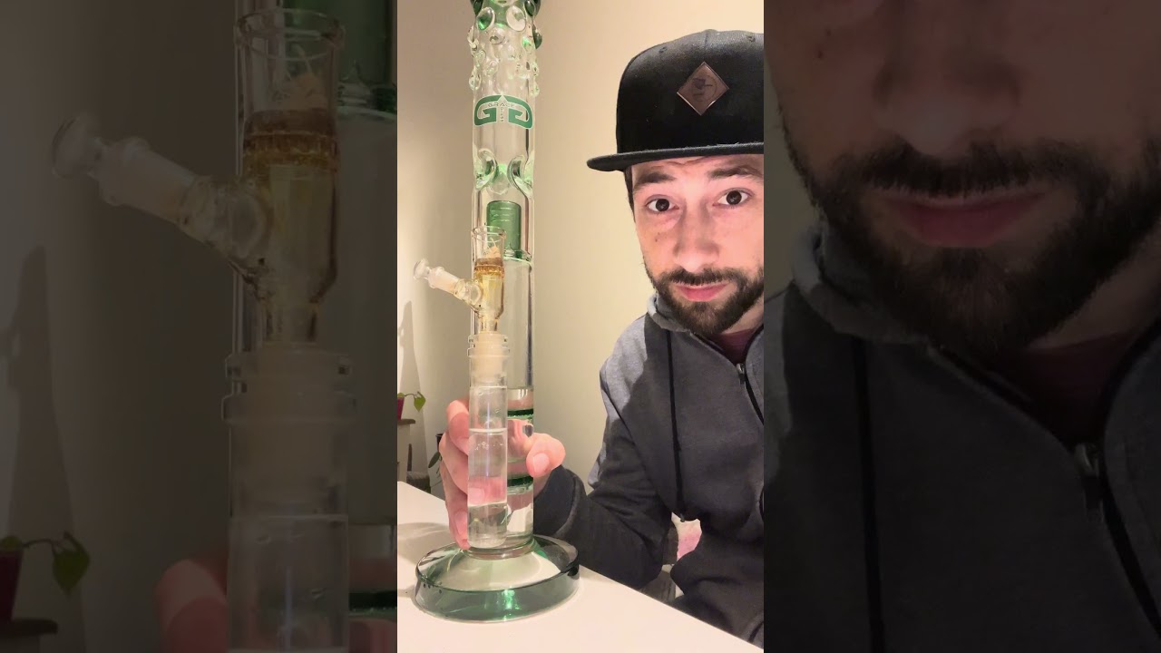 24 std. Curing GMO x Animal Cookies