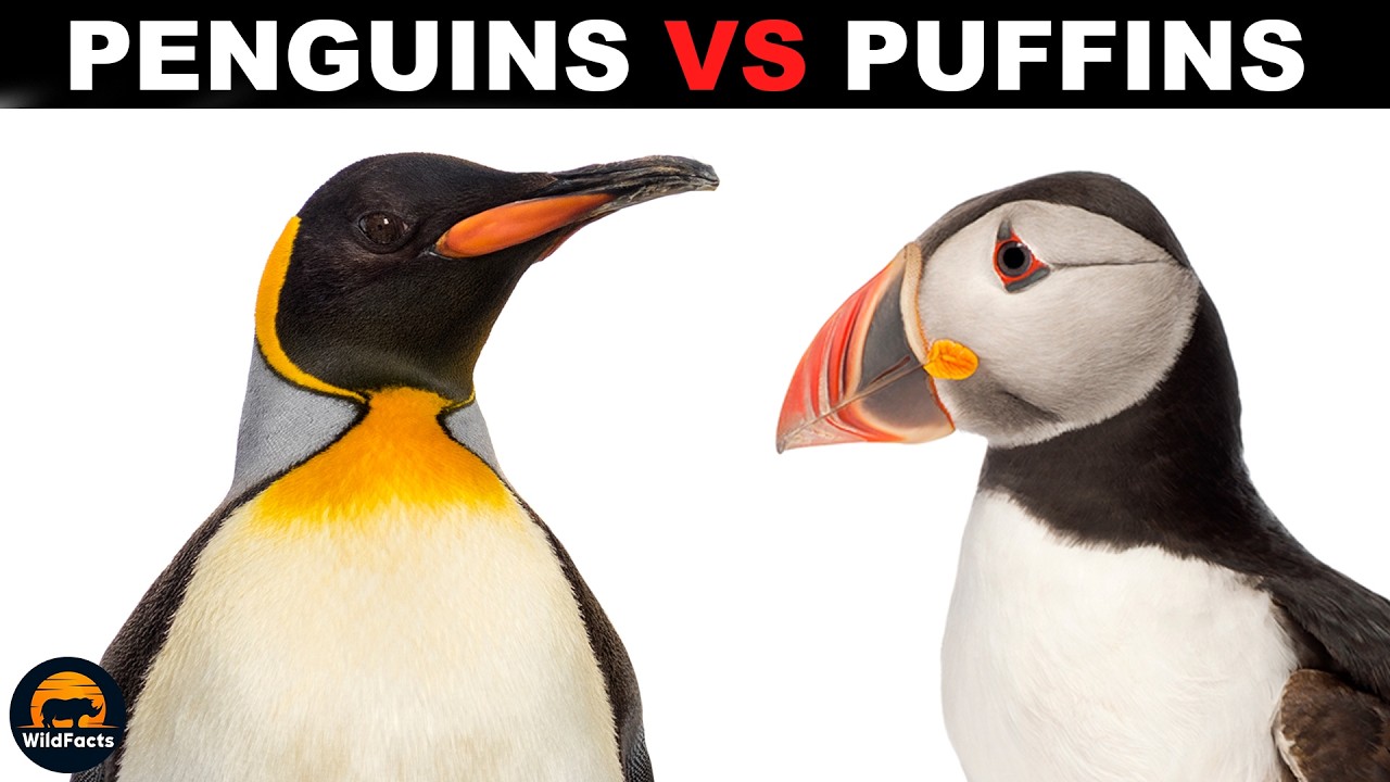 What Is The Difference Between Puffins and Penguins?