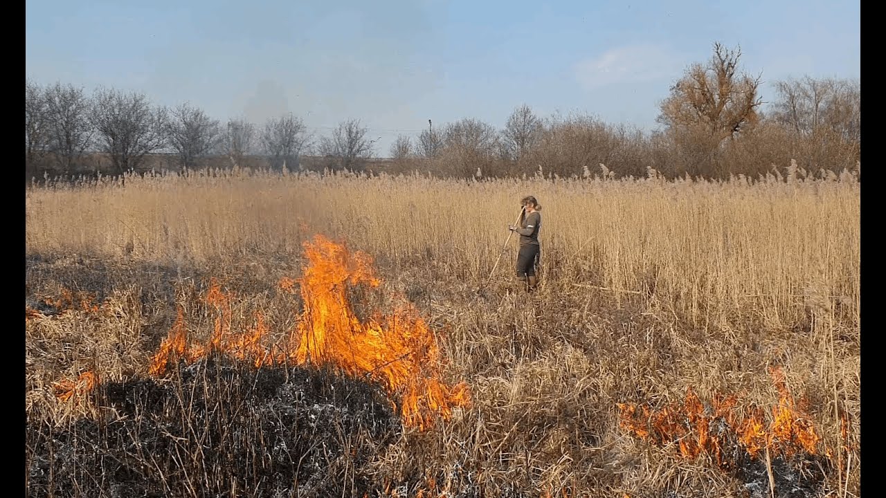 Afbrænding fremmer biodiversitet