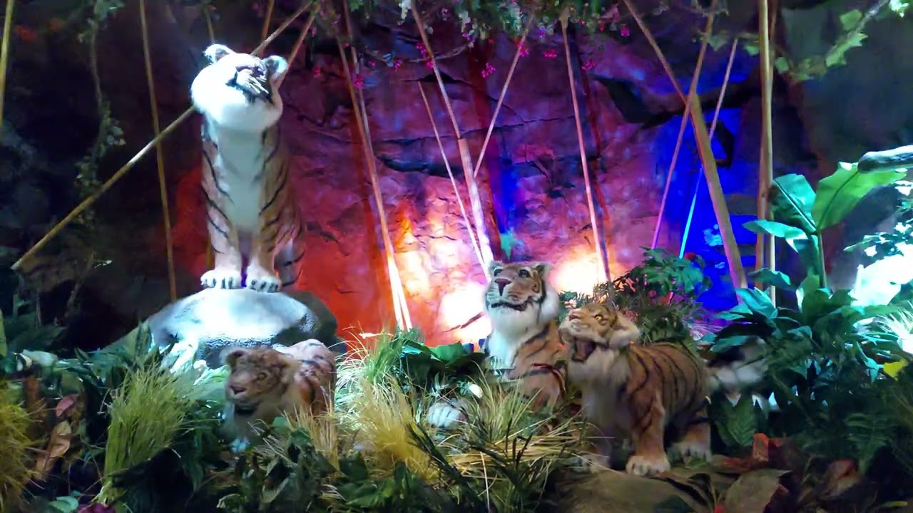 Tigers at Rainforest Cafe